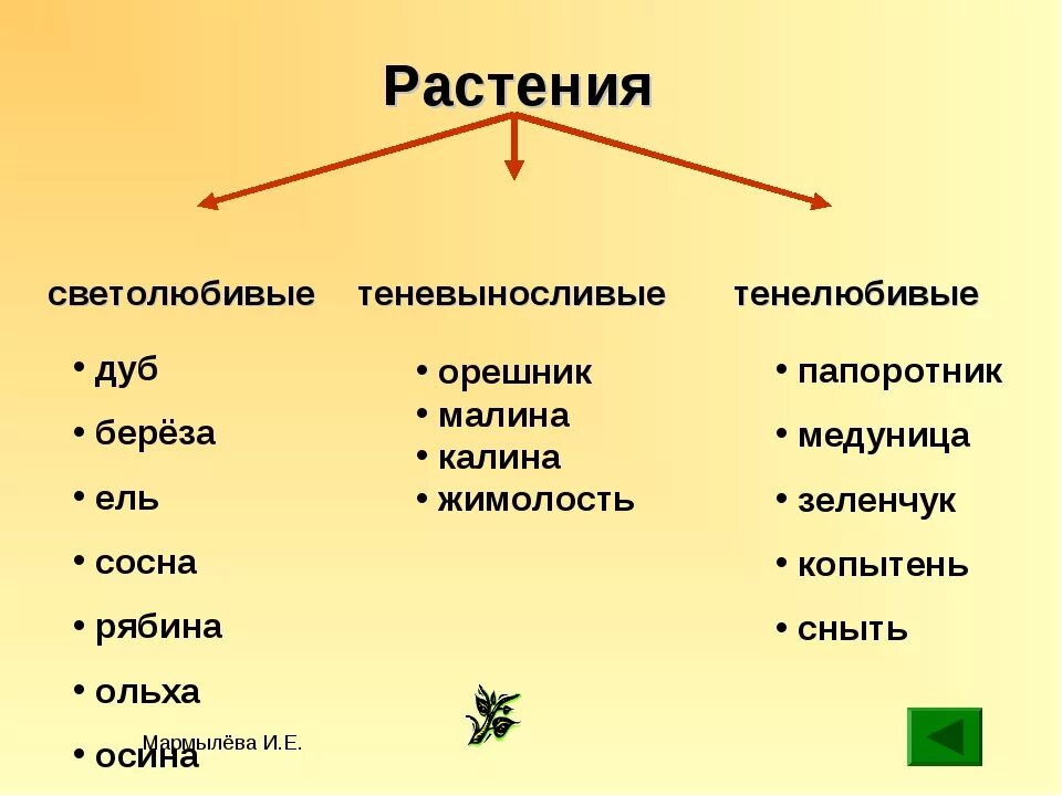 Распределите по группам характеристики светолюбивых и тенелюбивых. Светолюбивые растения и тенелюбивые растения. Растения светло любивы Тено выносливые. Светолюбивые и теневыносливые растения. Светолюбивые и теневыносливые растения примеры.