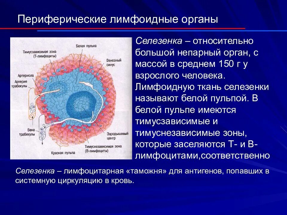 Периферические лимфоидные органы. Орган периферической лимфоидной системы. Строение периферических лимфоидных органов. Лимфоидная ткань. Селезенка периферический