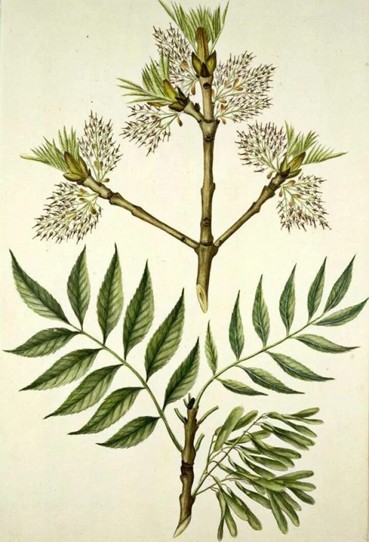 Эхо ясен. Ясень маньчжурский Fraxinus mandshurica. "Ясень обыкновенный (Fraxinus Exсelsior. Ясень ланцетовидный. Ясень маньчжурский (f. mandshurica).