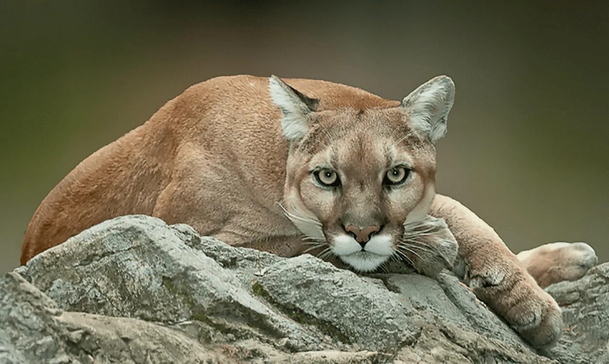 Флоридская Пума. Североамериканская Пума. Пума (Puma concolor):. Пума горный Лев. Пума на английском