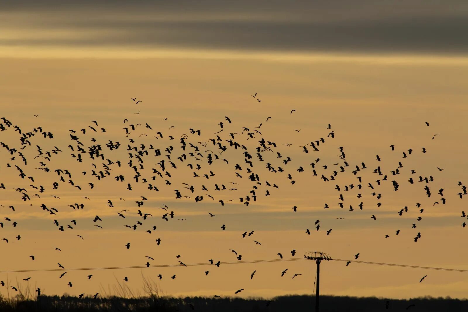 Flock of birds. Стая, Клин, вереница птиц. Вереница из птиц. Клин птиц. Полет птиц цепочкой.