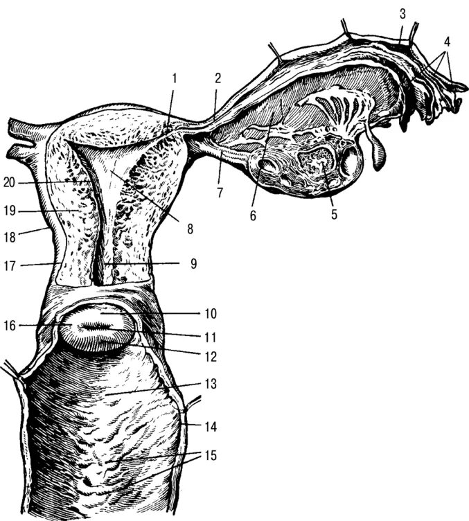 Строение женских органов картинки. Внутреннее строение матки анатомия. Анатомия женских репродуктивных органов наружных. Строение женских половых. Женские половые органы строение.