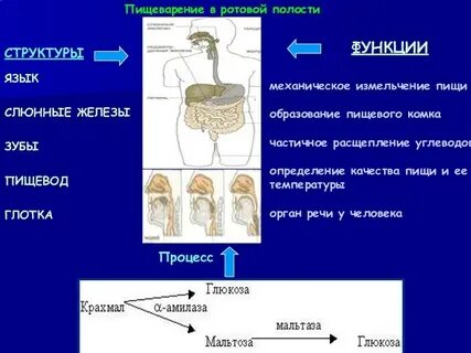 В ротовой полости расщепляются тест
