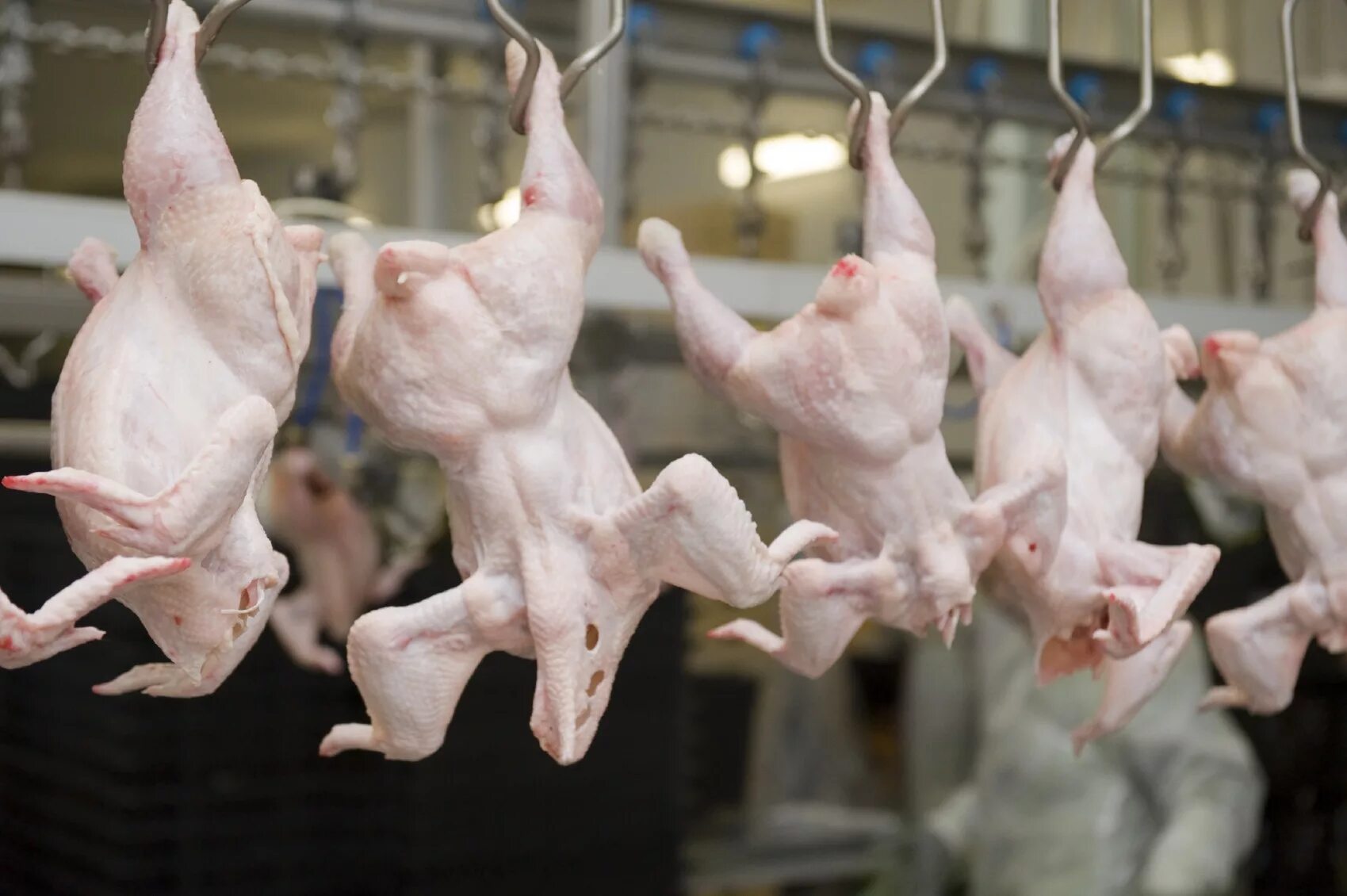 Chicken export. Переработка мяса птицы. Производство мяса птиц. Производители куриного мяса. Убойный цех для птицы.