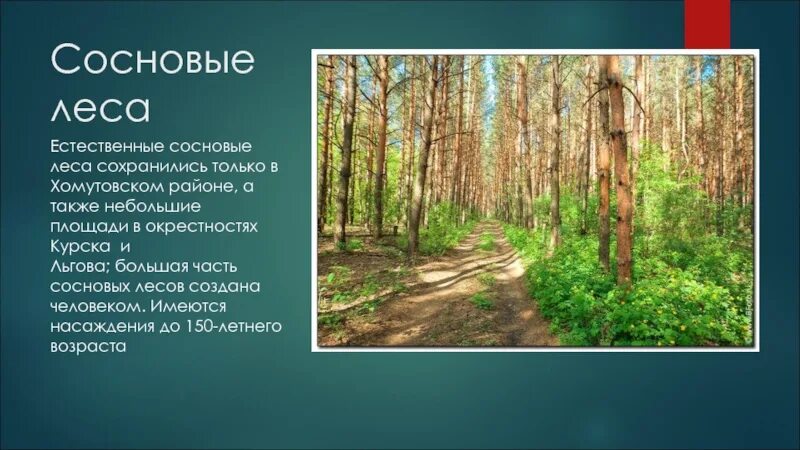 Впр невысокий дом стоял в сосновом лесу. Сосновый лес в Курской области. Растительность соснового Бора. Сосновые леса Курской области. Курская область растительный мир.