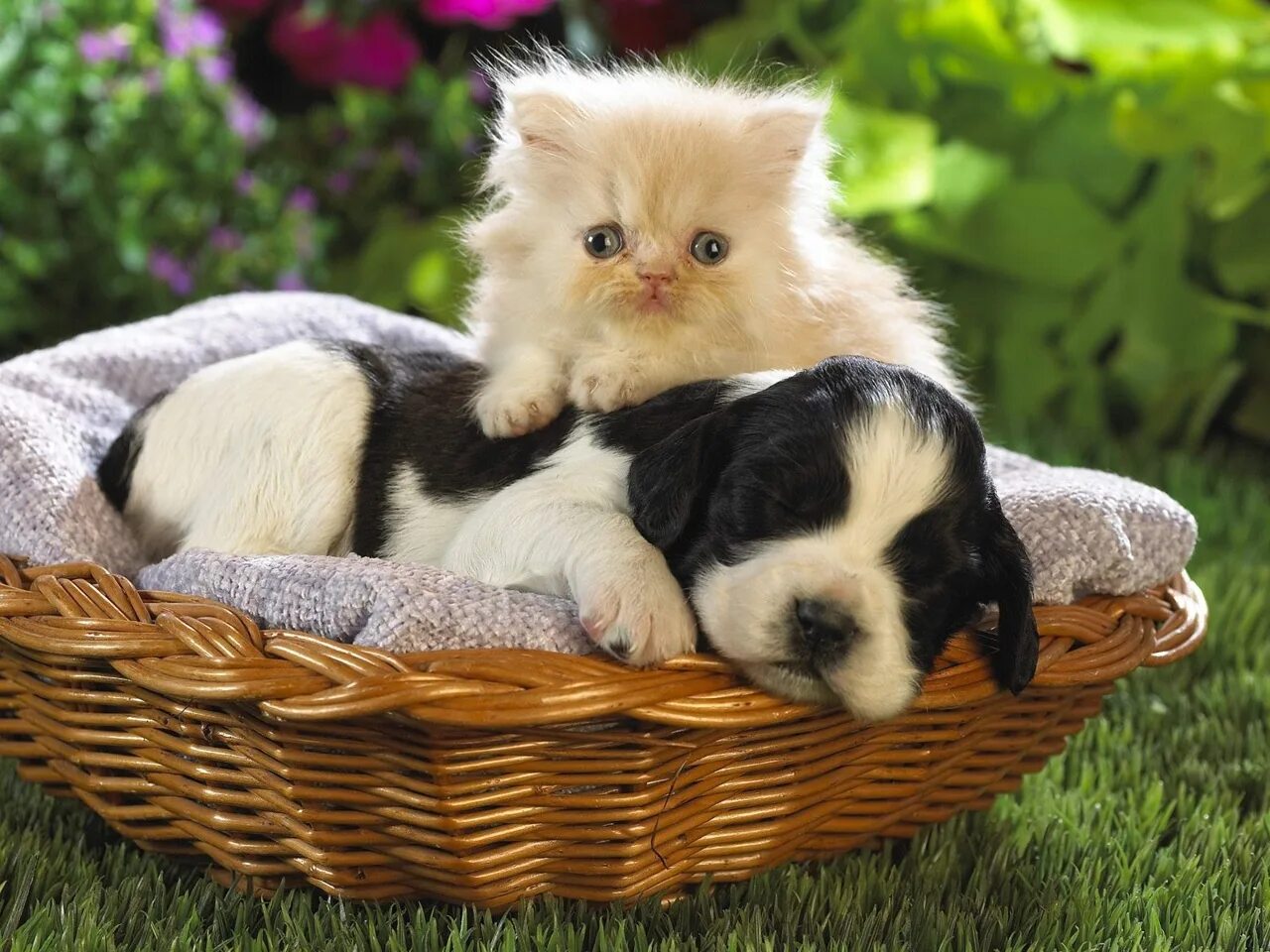 Кошечки собачки праздник урожая. Милые домашние животные. Собачки и кошечки. Щенок и котенок. Красивые щенки и котята.