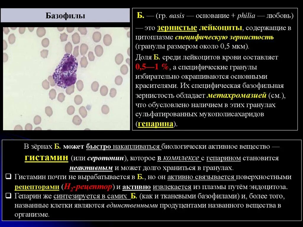 Базофил характеризуется:. Специфическая зернистость лейкоцитов. Базофильные лейкоциты. Специфические гранулы эозинофилов. Многочисленные мелкие тельца