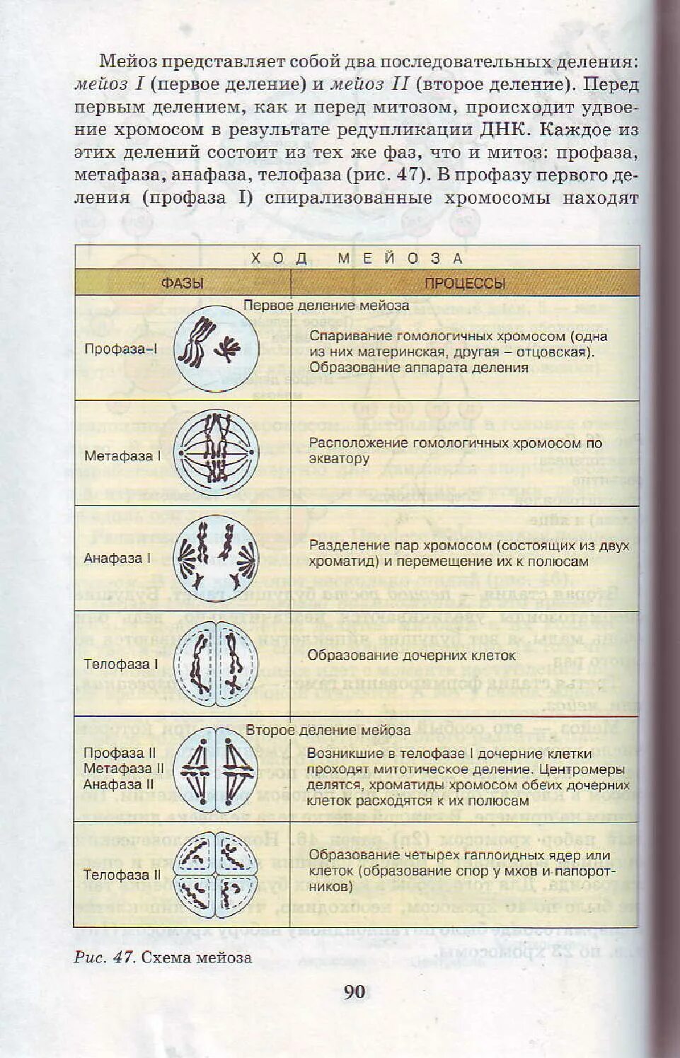 Описание процессов мейоза. Фазы мейоза таблица 9 класс биология Пасечник. Мейоз фазы и процессы таблица. Фазы мейоза 1 и 2 таблица. Фазы мейоза таблица 10 класс.