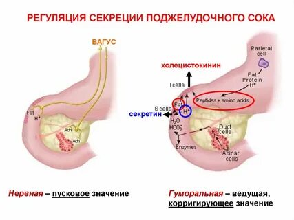 Гуморальное влияние поджелудочной железы