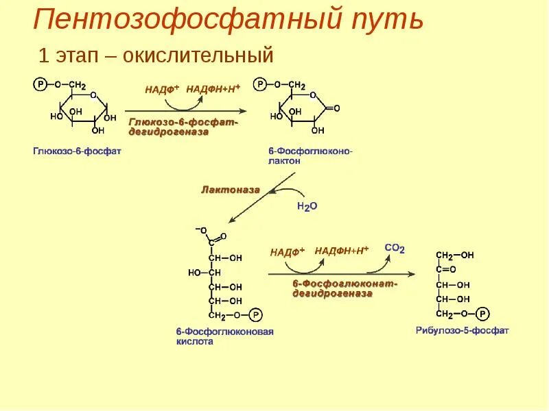 Пентозофосфатный путь Глюкозы схема. Пентозофосфатный путь 1 этап. Ферменты окислительного этапа пентозофосфатного пути. Пентозофосфатный (апотомический) путь окисления Глюкозы.. Последовательность процессов при окислении фруктозы