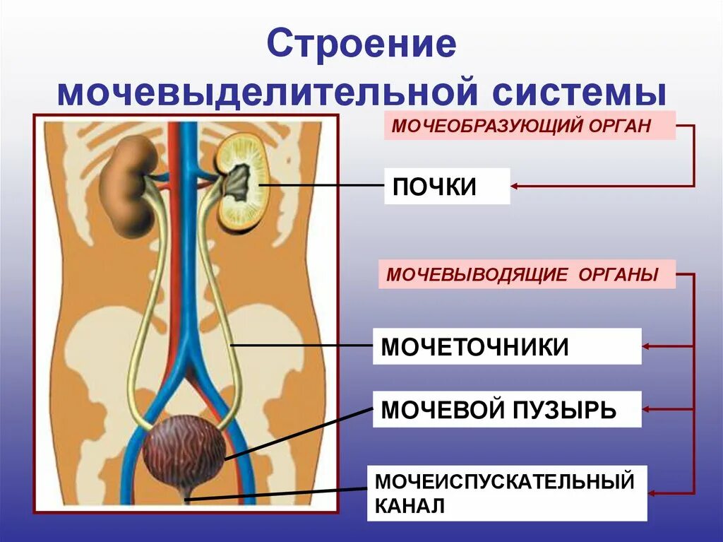 Какая структура выполняет выделительную функцию. Строение выделительной системы человека схема. Органы выделительной системы схема. Выделительная система биология 8 класс. Мочевыделительная система строение биология 8 класс.