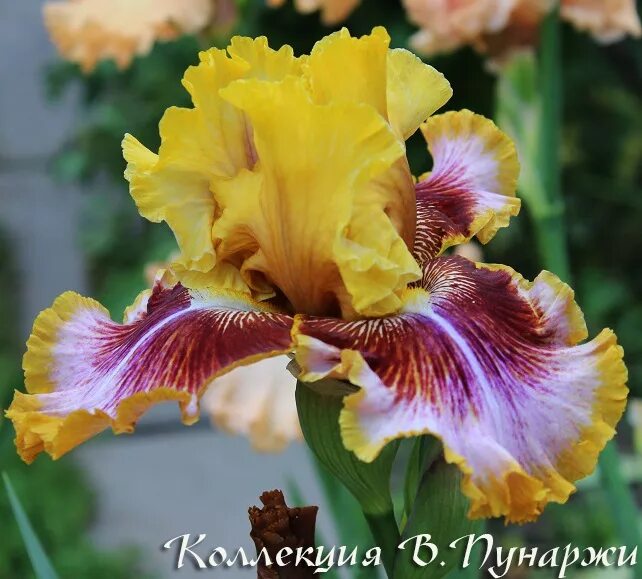 ирис лабиринт рябых. ирисы рябых 2021. каталог ирисов рябых. ирисы рябых 2021. ирисы рябых 2022.