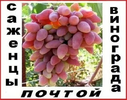 Саженцы винограда почтой наложенным