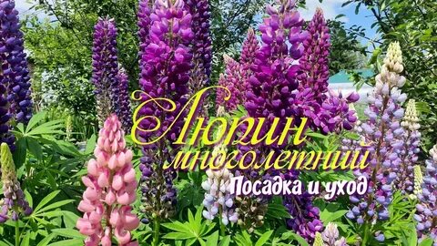 Люпины надо обрезать после цветения