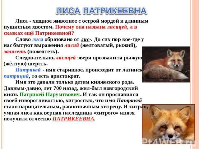 Лисий хвост какое прилагательное
