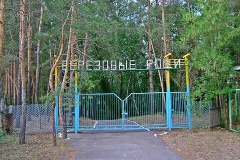 Березовая роща лагерь
