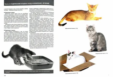 Как приучить кота на новом месте
