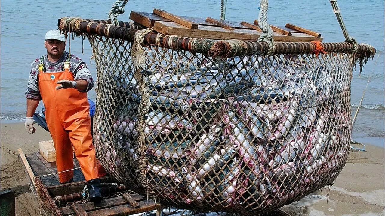 Промысел рыбы. Рыболовный промысел. Рыболовная промышленность. Рыбодобывающая промышленность.