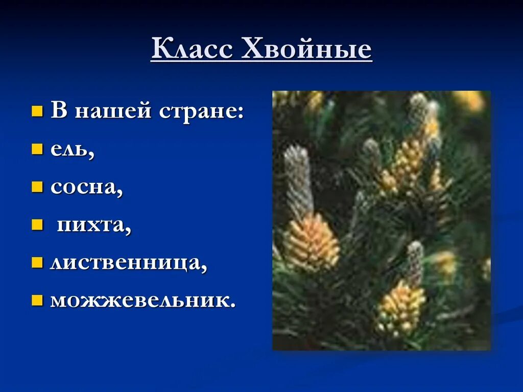 Класс хвойные. Класс хвойные общая характеристика. Презентация на тему хвойные растения. Общая характеристика хвойных растений. Характерные признаки хвойных