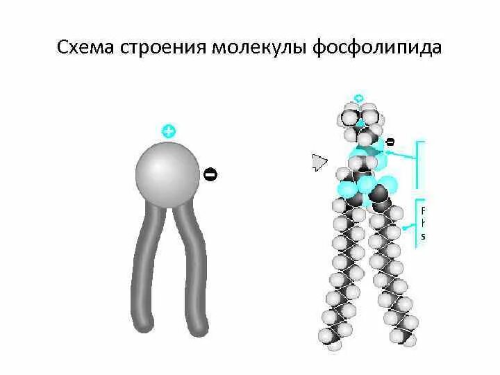 Строение молекулы фосфолипида. Строение молекулы фосфолипидов. Фосфолипиды строение молекулы. Схема строения фосфолипидов. Строение фосфолипида