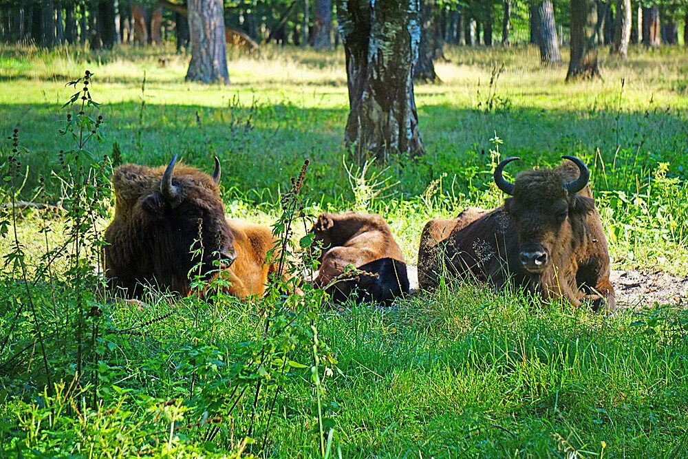 зубры в подмосковье заповедник серпухов. приокский заповедник зубров. зубры в подмосковье заповедник серпухов. приокско террасный заповедник видео. заокском террасный заповедник.