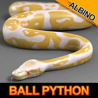 Python model