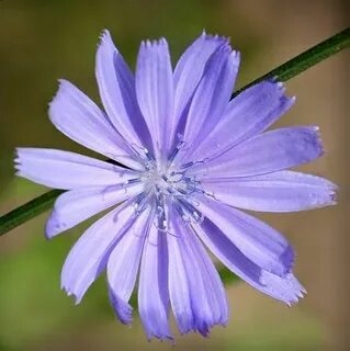 Chicory a colorful