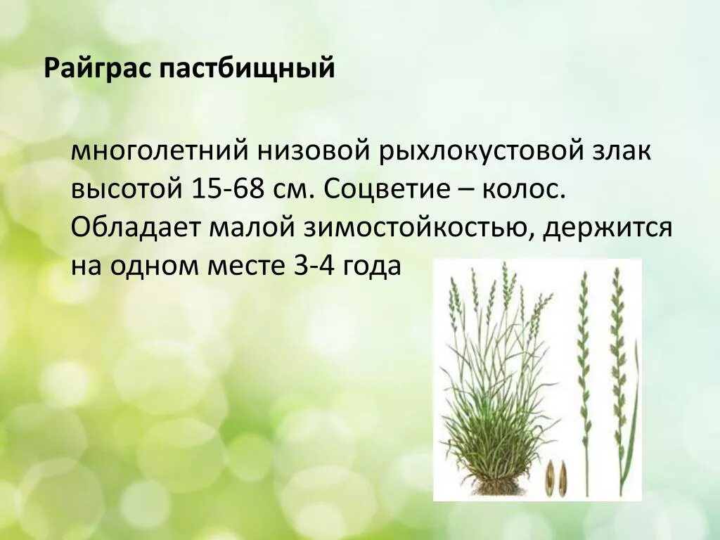 Рейграс пастбищный. Трава райграс многолетний. райграс пастбищный высота растения. райграс пастбищный сакини. плевел многолетний райграс.