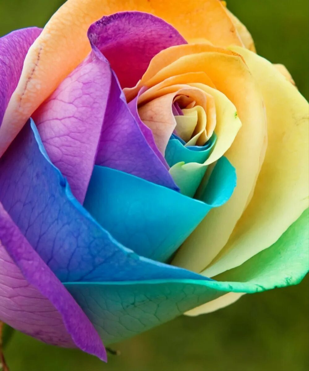 Необычные картинки роз. Рейнбоу цветок.