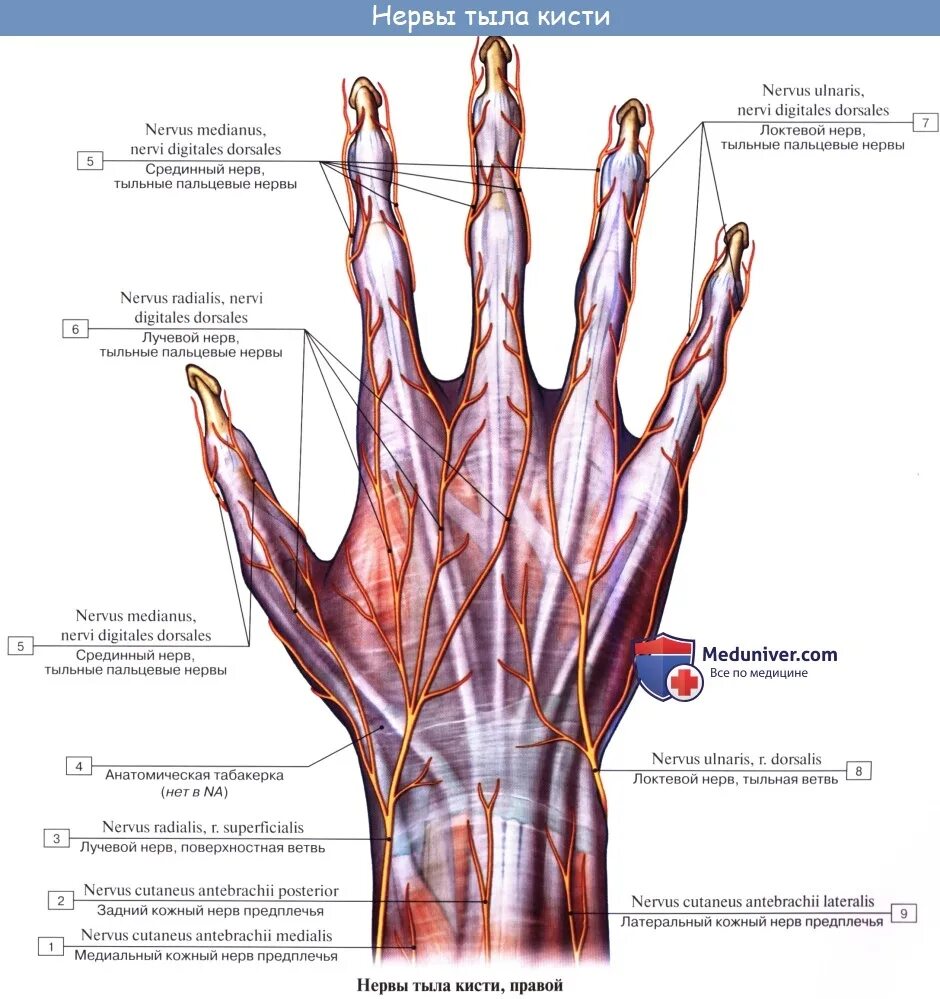 Анатомия лучевого нерва на кисти. Лучевой нерв анатомия. Nervus medianus ветви. Срединный нерв анатомия на кисти руки схема.