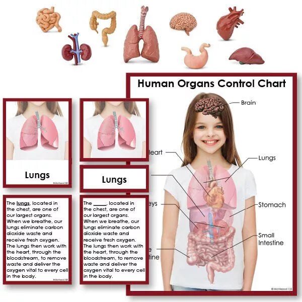 Human organs. Human body matching.