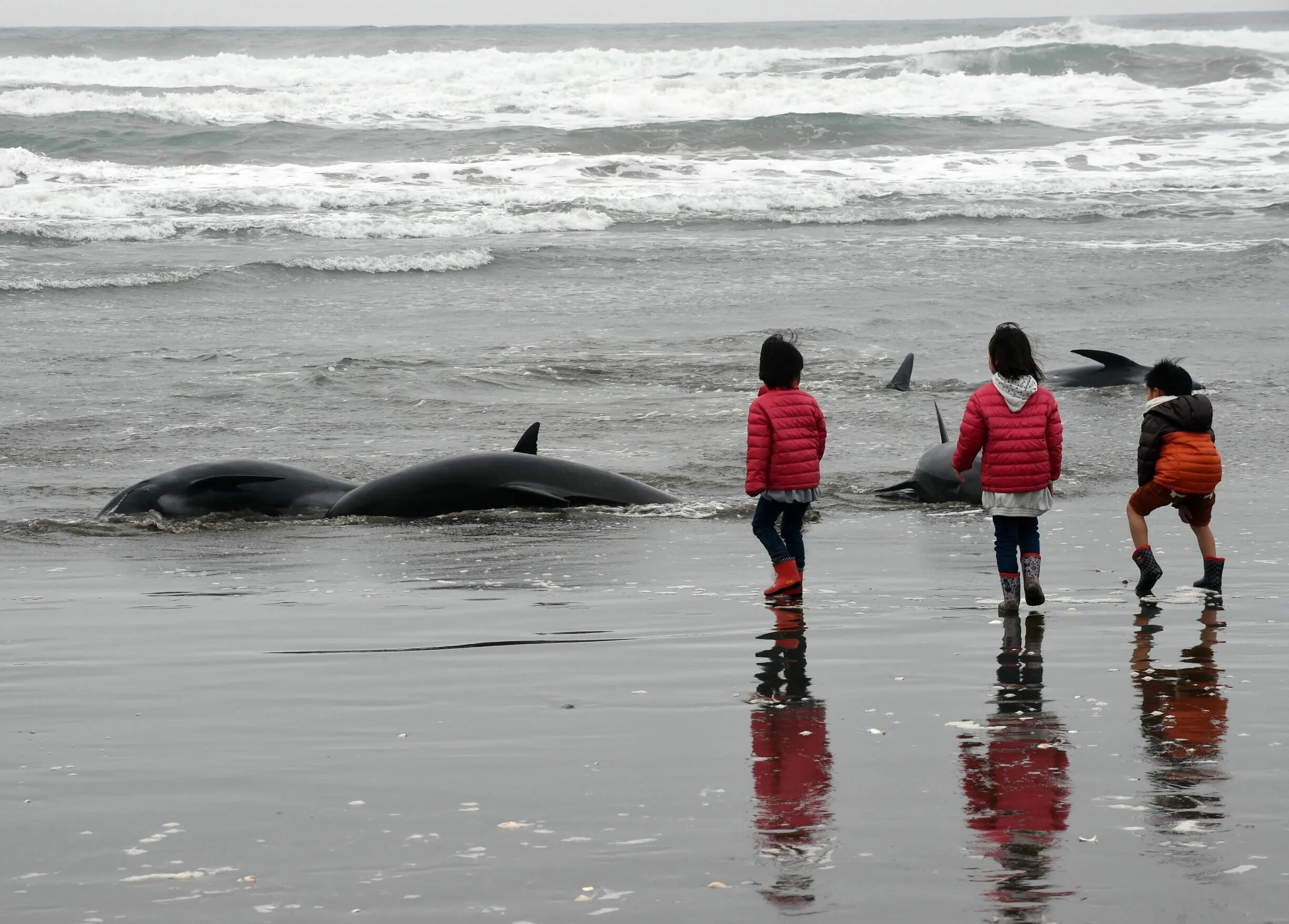 Киты выбрасываются на берег. Выбрасывание китообразных на берег. Почему киты выбрасываются на берегу
