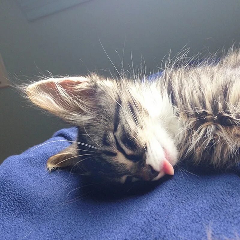 Спящий котенок. Спящие котята. котенок спит. сонный котенок. милые спящие котята.
