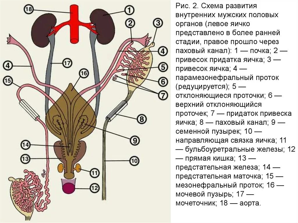 Схема строения половой системы человека. Строение половой системы мужского организма. Внутренне строение мужской половой системы схема. Анатомия мужчины внутренние органы половая система. Развитие органов женской половой системы