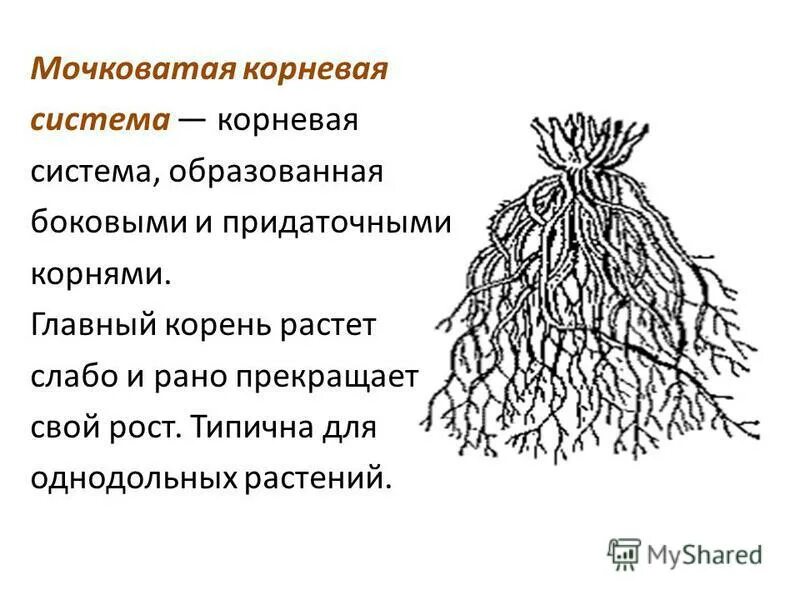 Стержневая корневая система состоит из. Мочковатая корневая система. Строение мочковатой корневой. Мочковатое корневище. Корневая система мочковатая система.