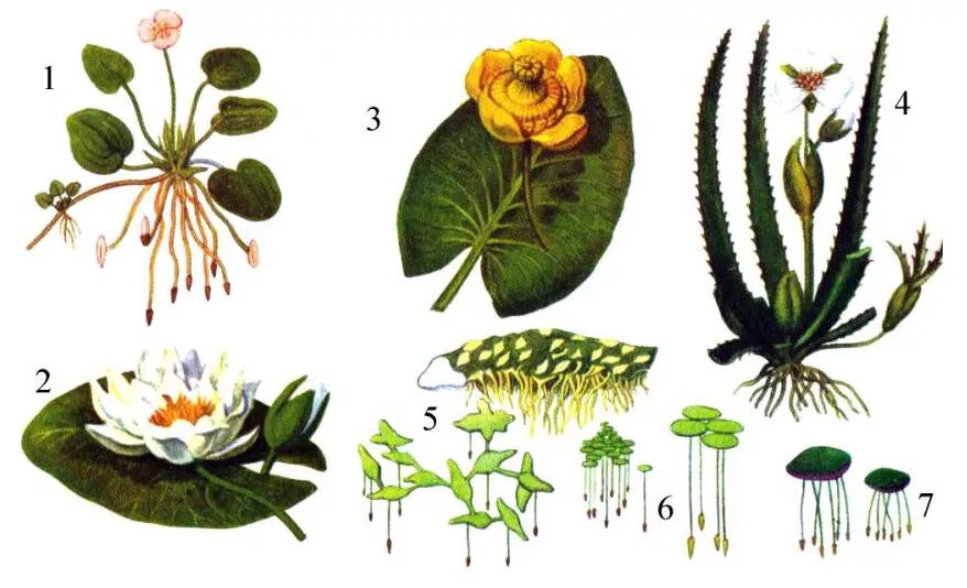 Растения водоемов примеры