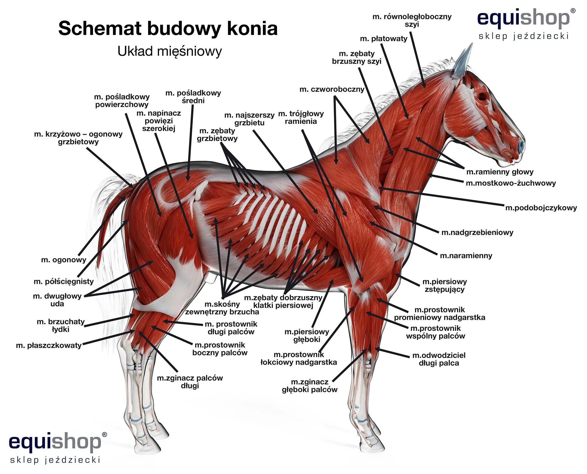 Мышечный скелет лошади. Мышцы туловища лошади анатомия. Тяжеловоз анатомия. Наружная анатомия лошади. Телосложение лошади 5 букв