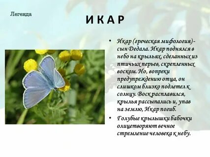 Бабочки биология