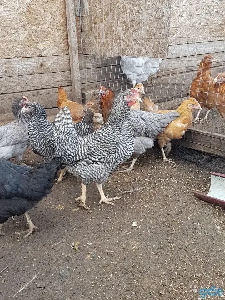 Куфар птицы