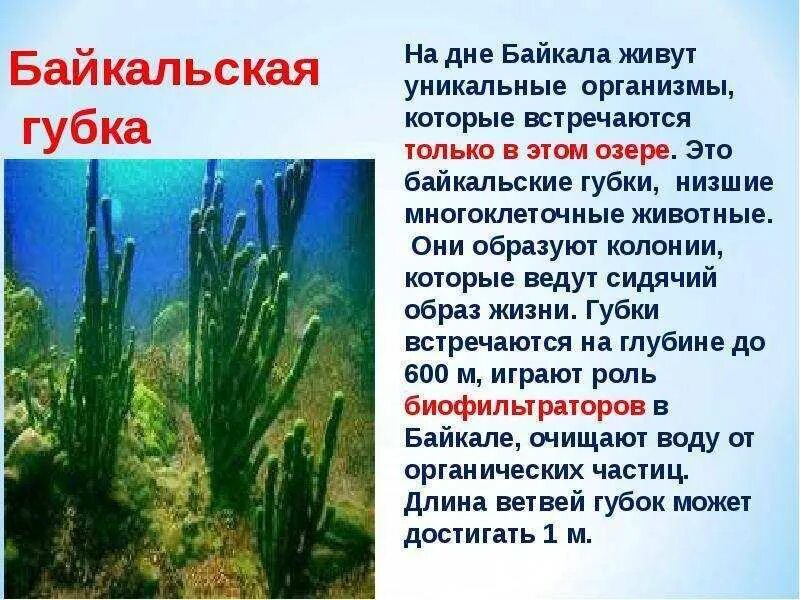 Живые организмы байкала. Водоросли Байкала. Водоросли губка в Байкале. Озеро Байкал растения. Водоросли Байкала названия.