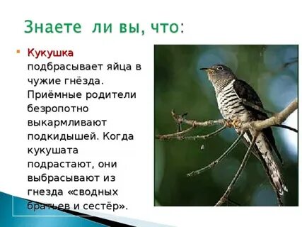 Почему кукушка называется кукушкой