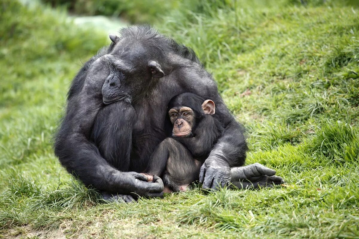 Детеныши животных. Необычное поведение животных. Шимпанзе. Детеныш шимпанзе.