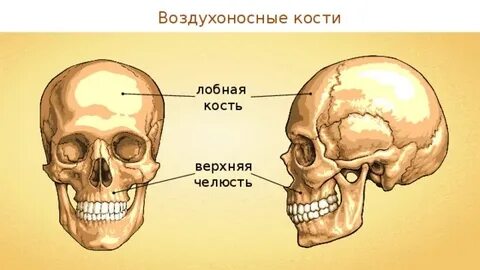 Воздухоносные кости
