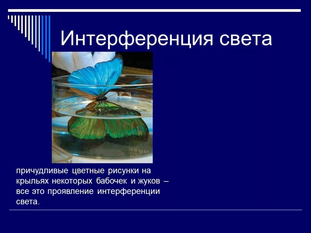 Интерференция света в природе. Интерференция в природе. Проявление интерференции в природе. Явление интерференции в природе. Интерференция применение в природе.