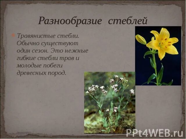 Травянистые стебли растения характерны для. Травянистые стебли растения характерны для. Травянистые стебли существуют обычно. Травянистый стебель. Травянистые стебли растения характерны для.