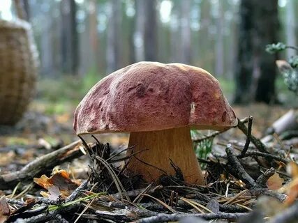 С какими деревьями белый гриб образует микоризу
