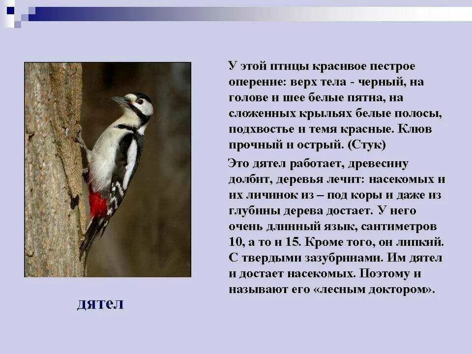 Сообщение о птице 2 класс. Дятел описание. Дятел описание птицы. Доклад про дятла. Дятел краткое описание.