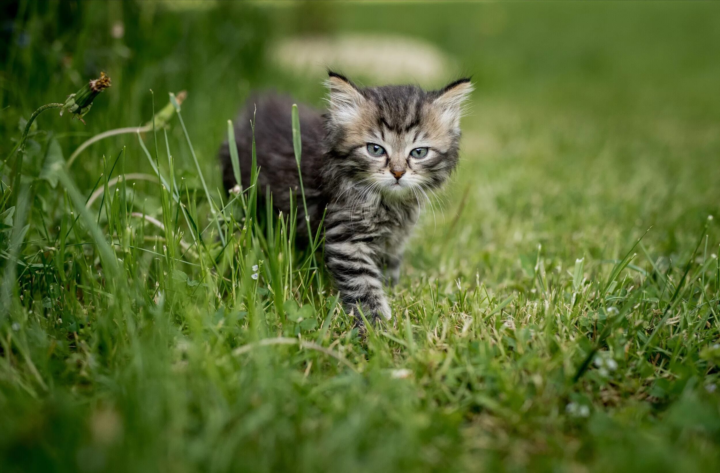 Котята на природе. Милые котики на траве. Котенок в траве. Обои с котятами. Grass animals