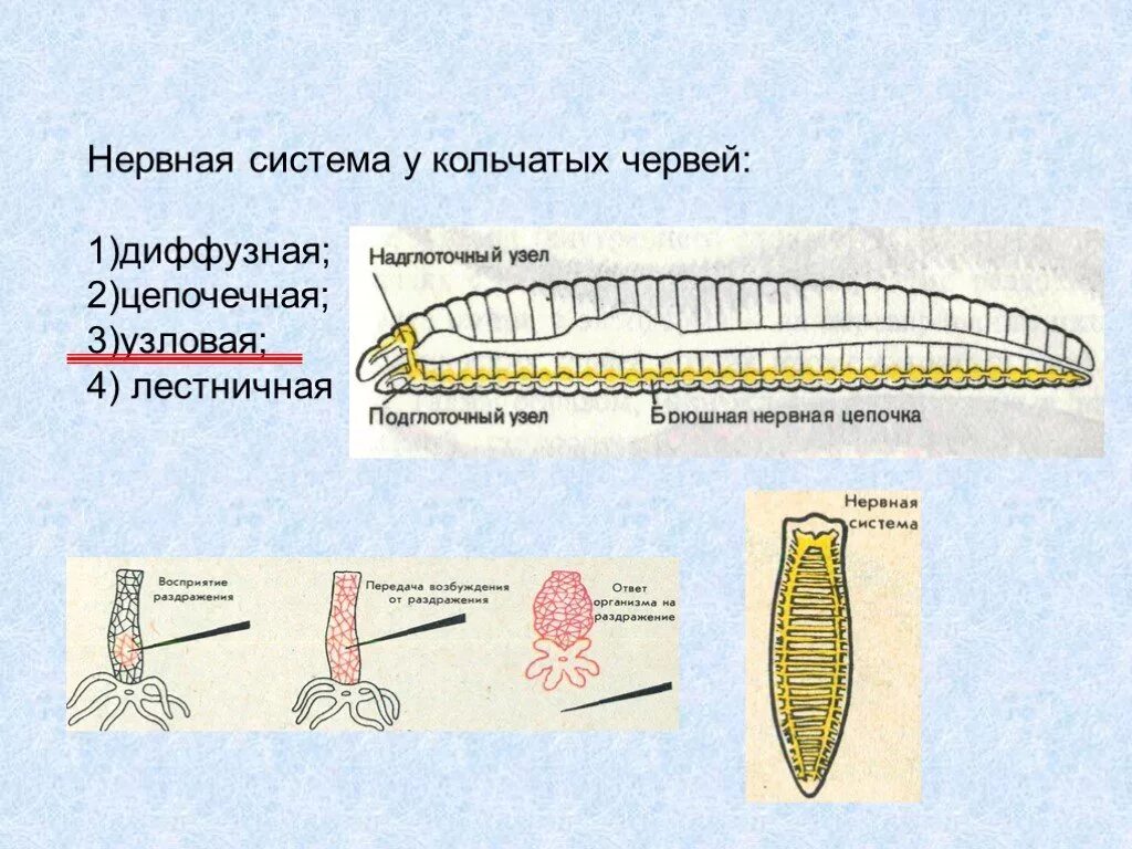 Лестничные черви. Тип нервной системы у кольчатых червей. Нервная система кольчатых червей. Нервная система кольчецов. Тип кольчатые черви нервная система.