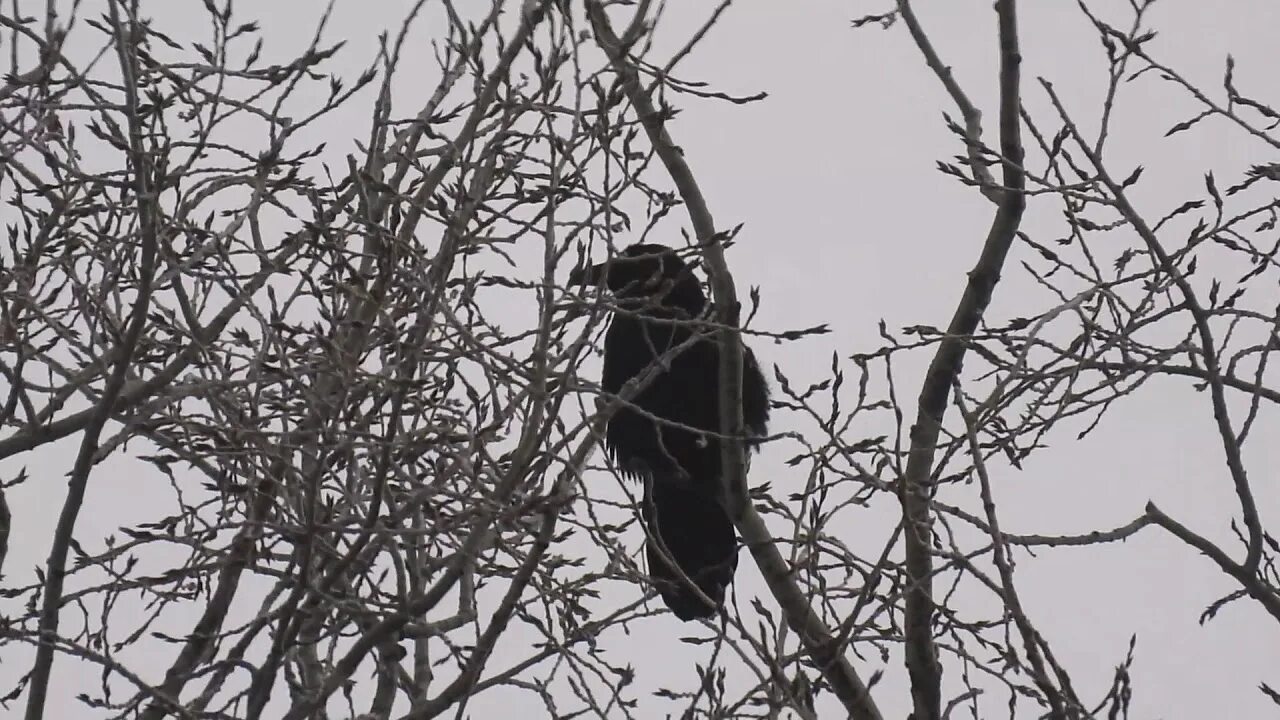 Голоса птиц ворон. Ворон звук. Карканье ворон. Карканье вороны звук.